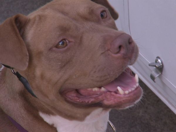 Dog Whisperer with Cesar Millan - Anger Management