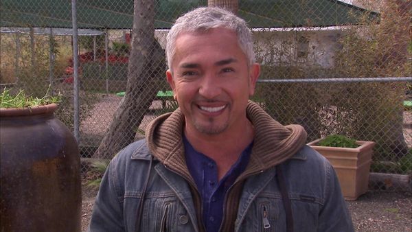 Dog Whisperer with Cesar Millan - Playboy Playmates