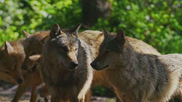 Carpathian Predators - Realm of the Wolf