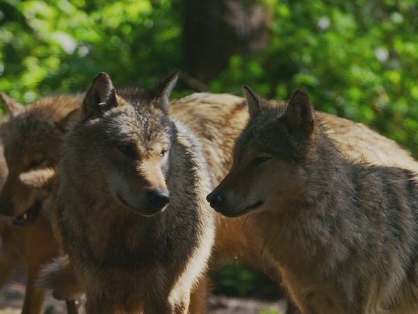 Carpathian Predators - Realm of the Wolf