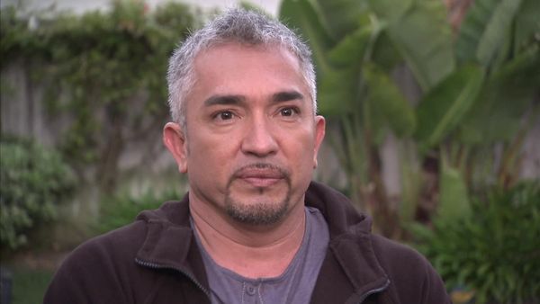 Dog Whisperer with Cesar Millan - Mascot Mayhem