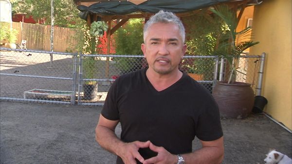 Dog Whisperer with Cesar Millan - Army Brats