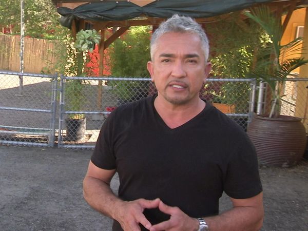 Dog Whisperer with Cesar Millan - Army Brats