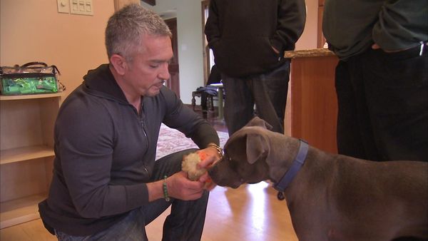 Dog Whisperer with Cesar Millan - Homeboys and Hounds