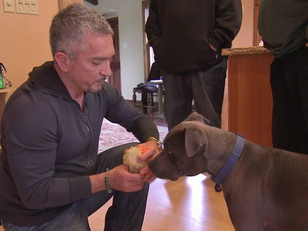 Dog Whisperer with Cesar Millan - Homeboys and Hounds