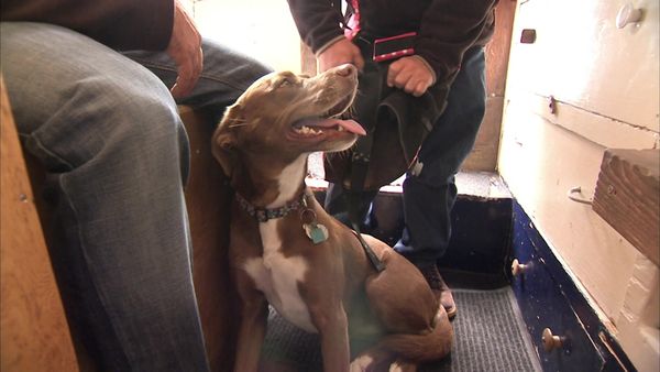 Dog Whisperer with Cesar Millan - Pack Leaders in Training
