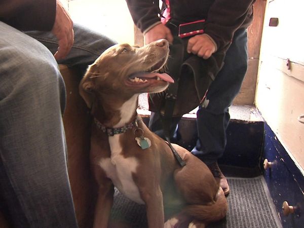 Dog Whisperer with Cesar Millan - Pack Leaders in Training