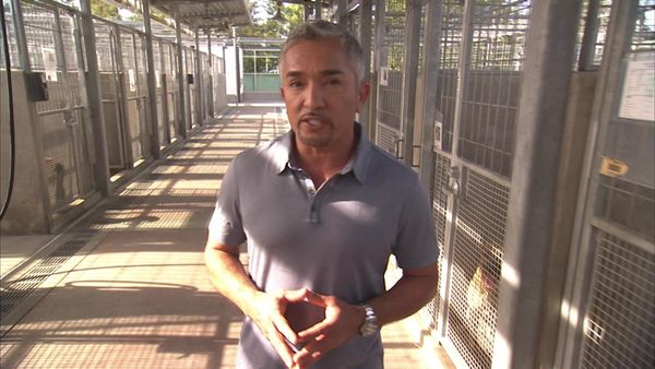 Dog Whisperer with Cesar Millan - Hounds from Hell