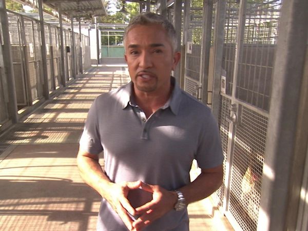 Dog Whisperer with Cesar Millan - Hounds from Hell