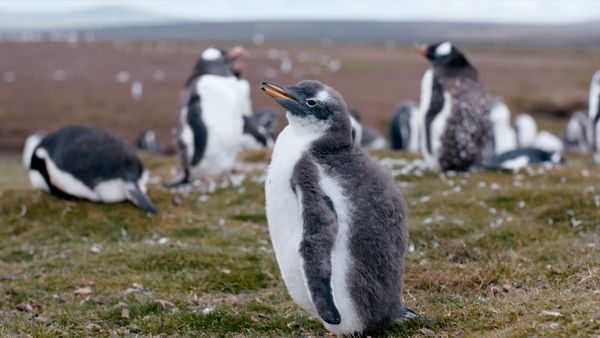 Chacun son Île - Îles Falkland