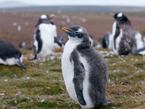 Chacun son Île - Îles Falkland