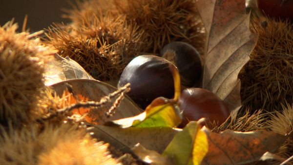 Geo-Reportage - Kastanien – Das Brot der Korsen