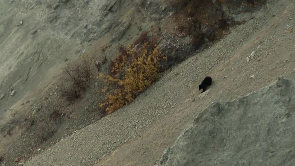 MeatEater - The Sweetest Meat: Alaskan Black Bear
