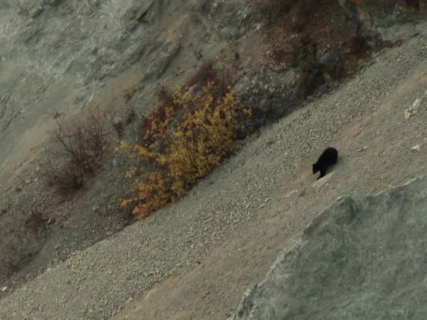 MeatEater - The Sweetest Meat: Alaskan Black Bear