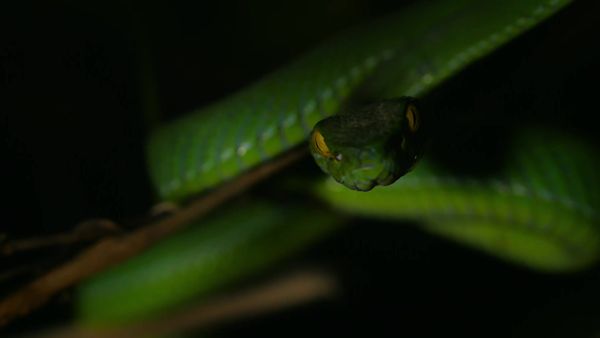 Wild Thailand - Episode 2