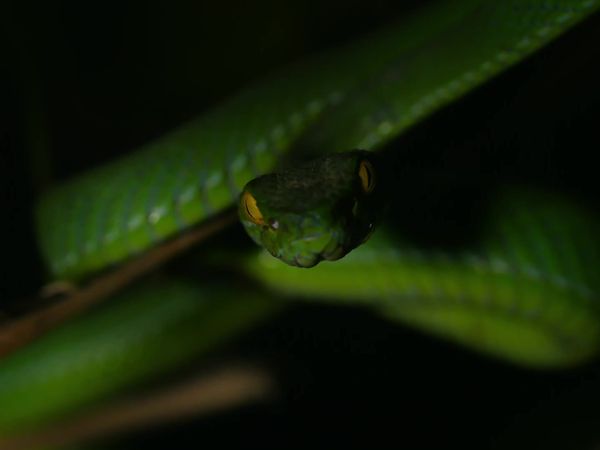Wild Thailand - Episode 2