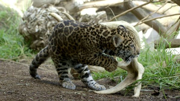 Get Wild - Episode 1
