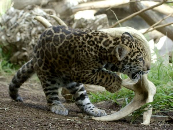 Get Wild - Episode 1