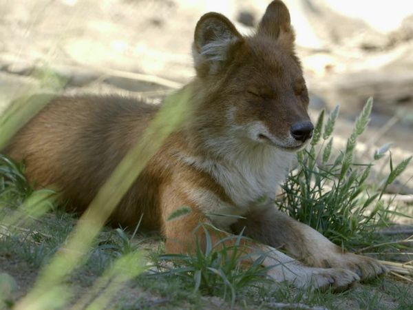 Get Wild - Episode 4