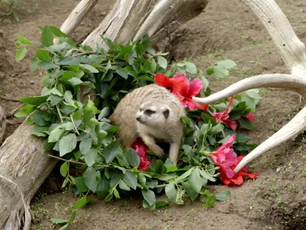 Get Wild - Episode 11