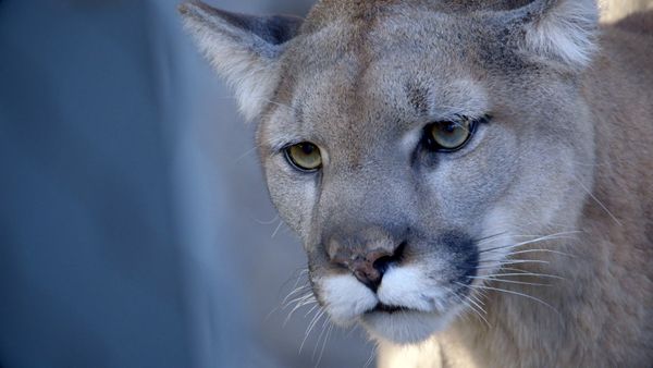 Get Wild - Episode 12