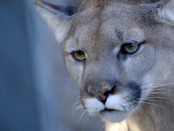 Get Wild - Episode 12