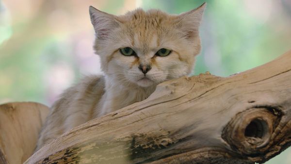 Get Wild - Episode 15