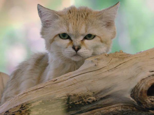 Get Wild - Episode 15