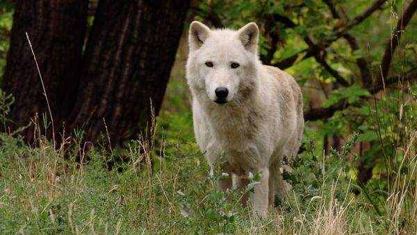 Get Wild - Episode 16