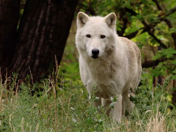 Get Wild - Episode 16