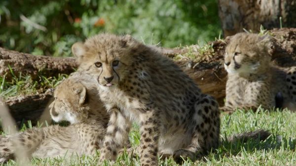 Get Wild - Episode 21