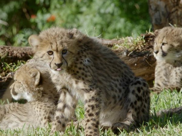 Get Wild - Episode 21