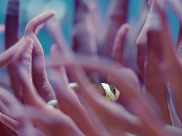 Get Wild - Episode 20