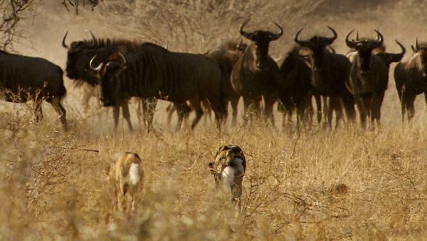 Wild Dynasties - Gangs