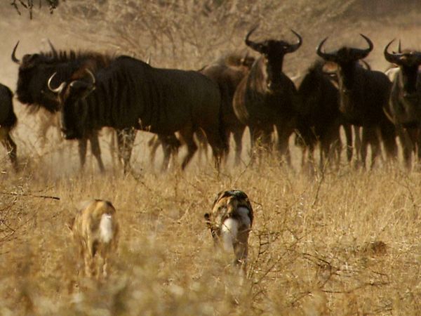 Wild Dynasties - Gangs