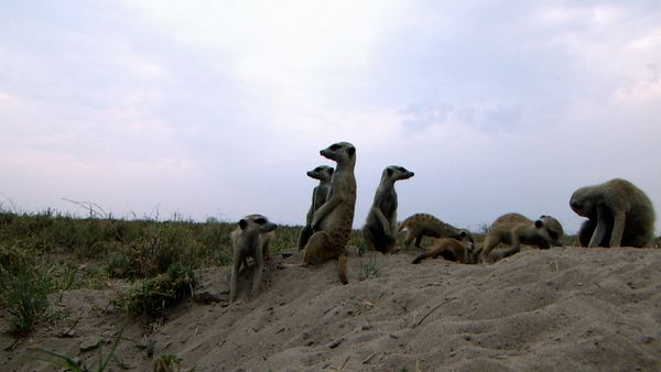 Wild Dynasties - Mothers