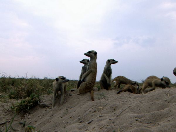 Wild Dynasties - Mothers