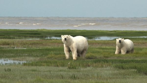 Planete En Colere - Polar Bears