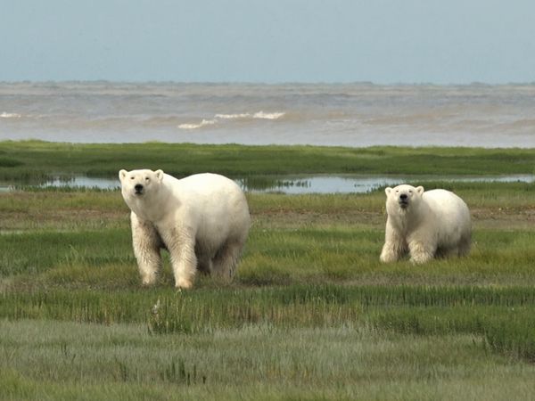 Planete En Colere - Polar Bears