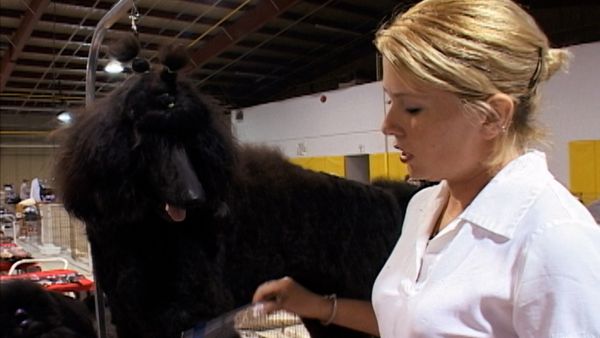 Going To the Dogs - Show Ring Dreams