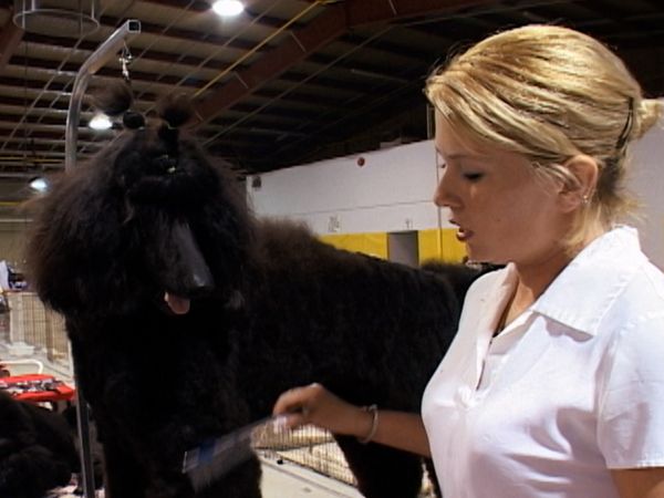 Going To the Dogs - Show Ring Dreams