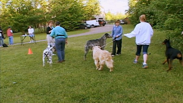 Going To the Dogs - Who's Handling Who?
