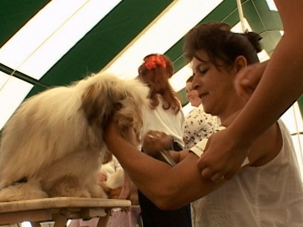 Going To the Dogs - The Poodle Wars