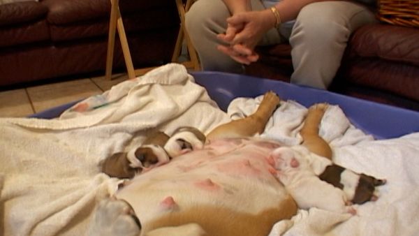 Going To the Dogs - New Beginnings