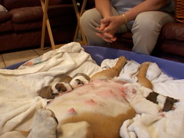 Going To the Dogs - New Beginnings