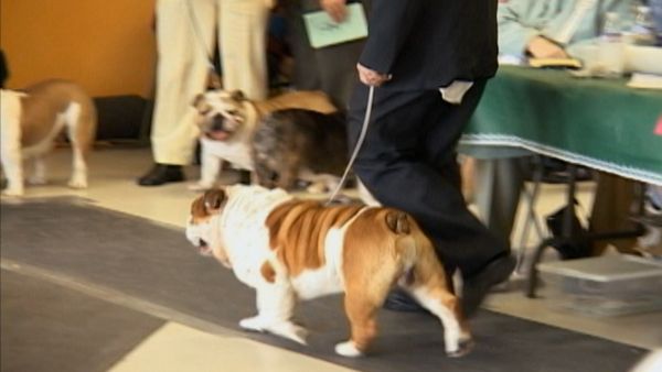 Going To the Dogs - Judgement Day