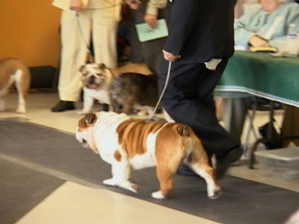 Going To the Dogs - Judgement Day