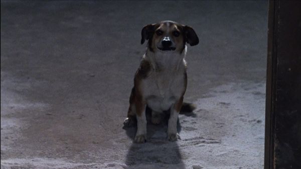 Hogan's Heroes - Man's Best Friend Is Not His Dog