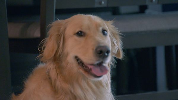 Le Magicien Des Protheses Animales - Avery