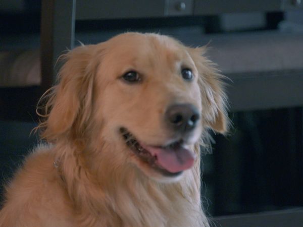 Le Magicien Des Protheses Animales - Avery
